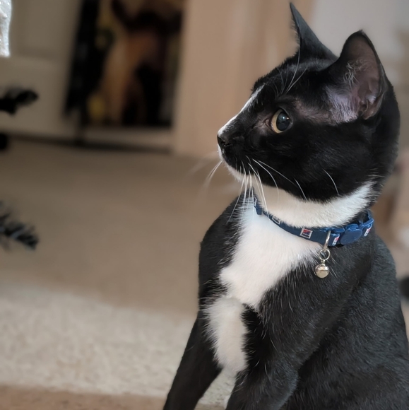 Meet your Posh Ambassador, C - Picture 15 of 16